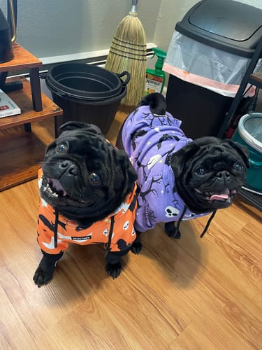 Customer photo review of Halloween Dog Hoodies (Limited Edition)