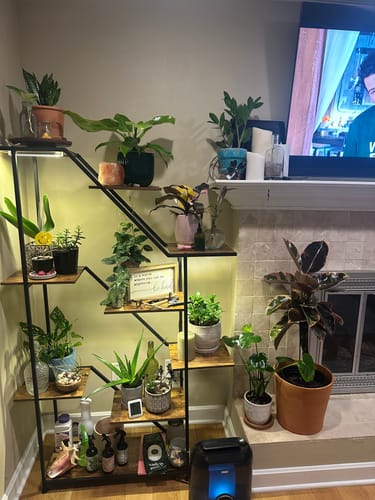 Customer photo review of Houseplant Top 40 Guide + Playlist