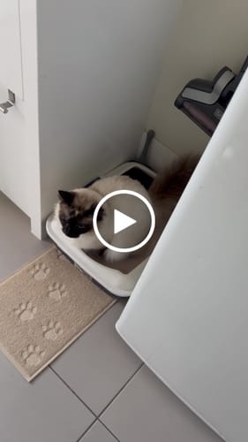 Customer video review of 3 Month Supply - 1 Cat