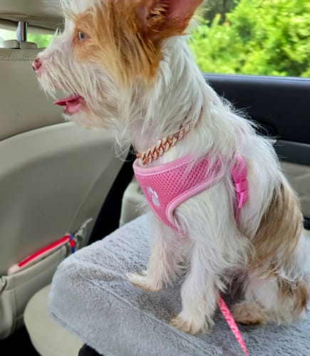 Customer photo review of Cuban Link Dog Chain