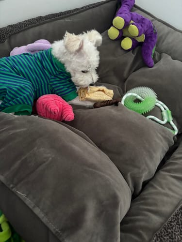 Customer photo review of 5-6 Inch Beef Cheek Roll