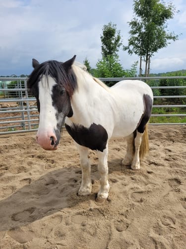 Customer photo review of Kristallkraft No2