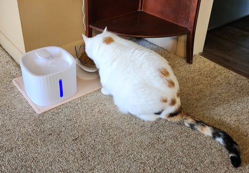 Customer photo review of Anti-Vomiting Orthopedic Cat Bowl