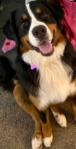 Customer photo review of Whole Pig Ear