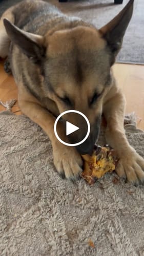 Customer video review of Large Ostrich Knuckle (5.5" x 5"): The Ultimate Chew for Moderate & Power Chewers