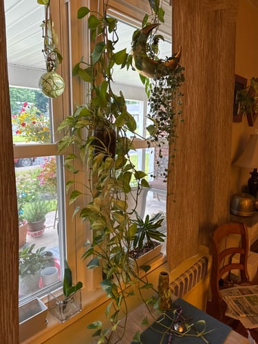 Customer photo review of Happy Happy Houseplant Gift Card