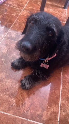 Customer photo review of Collar personalizado para Mascota: Corazones