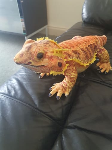 Customer photo review of Bearded Dragon Plushie