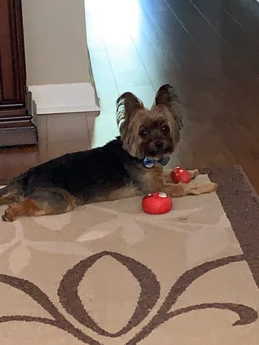 Customer photo review of The Essential Treat Pack