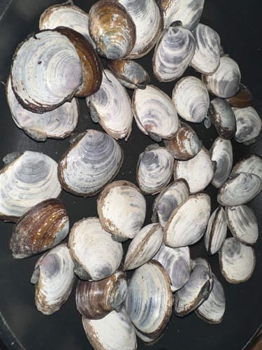 Customer photo review of Purple Savory Clams