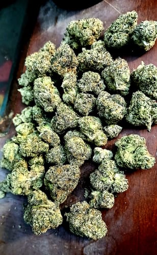 Ryan C. review of Gelato 45 - THCa Flower image 1 out of 1