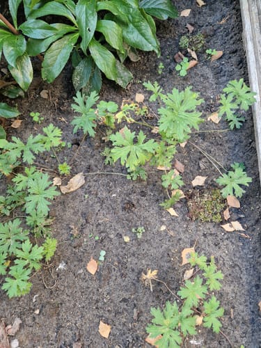Customer photo review of Ooievaarsbek - Geranium 'Johnson's Blue'