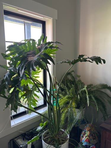 Customer photo review of Fungus Gnat Death Drops