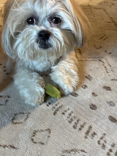 Customer photo review of Mint Himalayan Yak Chew (MEDIUM)
