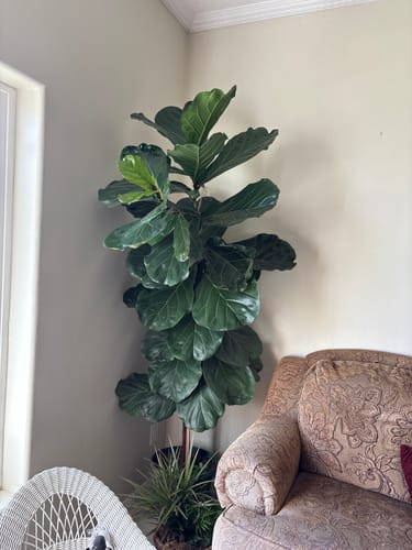 Customer photo review of Plant Food