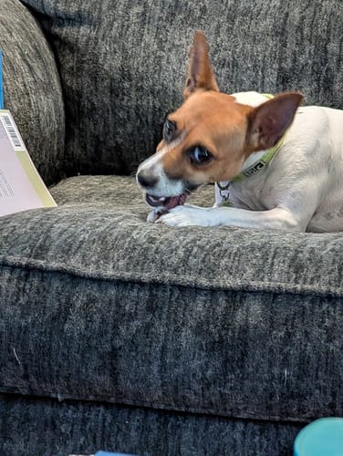 Customer photo review of 6 Inch Beef Jerky Stick