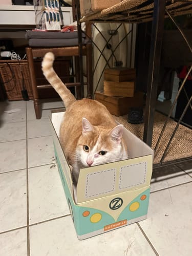 Avis photo d'un client sur Croquettes Chat Stérilisé Sans Céréales - Poulet