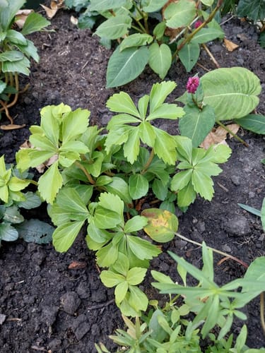 Customer photo review of Schaduwkruid (Wintergroen) - Pachysandra Terminalis (ook per/m2)