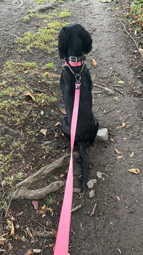 Customer photo review of City Leash Traffic Grip