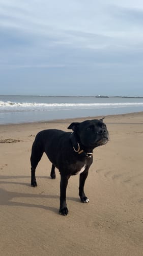 Rachel P. review of 4cm Pin Billowthane® Collar | Waterproof - Rose Gold image 1 out of 3