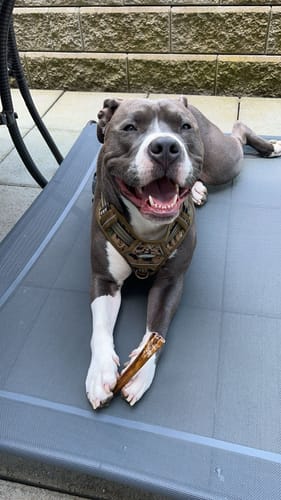 Customer photo review of 6 Inch Standard Bully Stick