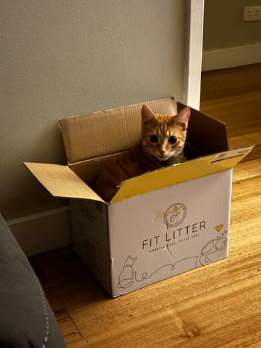 Customer photo review of 1 Month Supply – 2 Cat