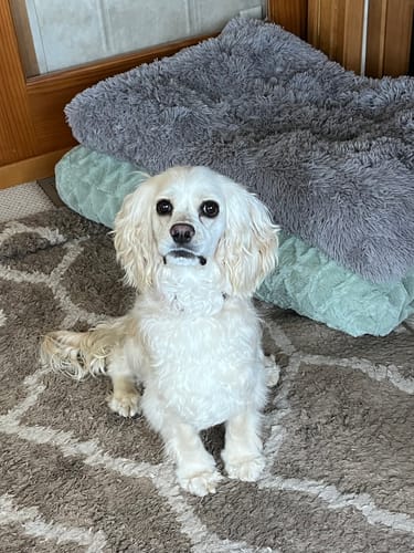 Customer photo review of DA-1™ Daily All-in-One Complete Care