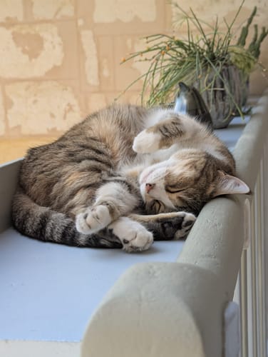 Avis photo d'un client sur Croquettes Chat Stérilisé Sans Céréales - Saumon