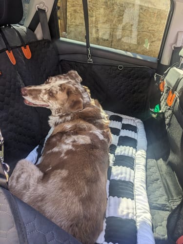 Customer photo review of RuffRover 2.0™ - Hard Bottom Back Seat Extender + (FREE Dog Bed)