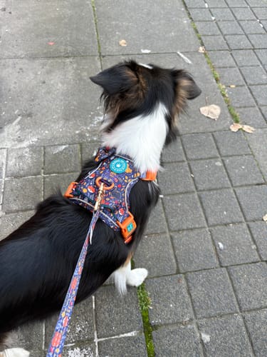 Customer photo review of Trail & Glow Dog Harness - COLOUR DROPS® - Bewitched