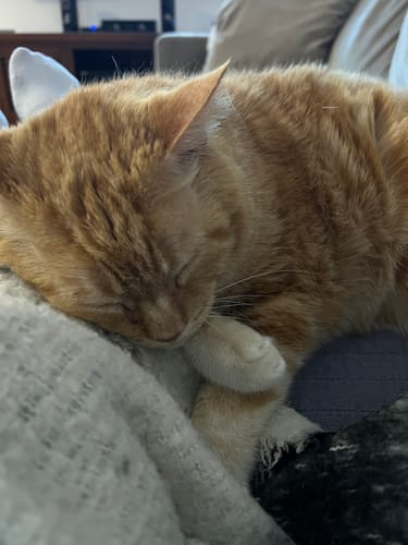 Customer photo review of 1 Month Supply - 1 Cat - One-Time Purchase