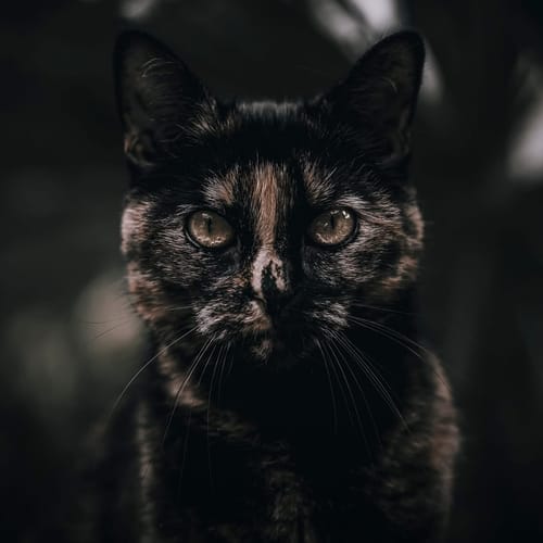 Customer photo review of Rustic Blues Lightroom Presets Pack