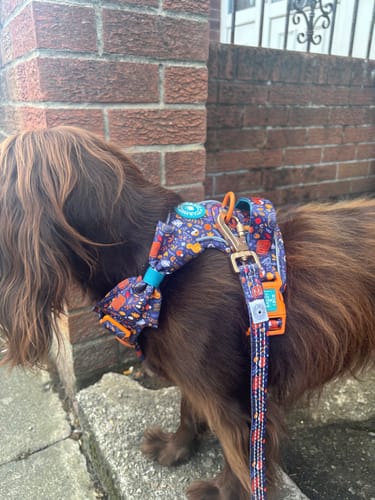 Customer photo review of Bow Tie - COLOUR DROPS® - Bewitched