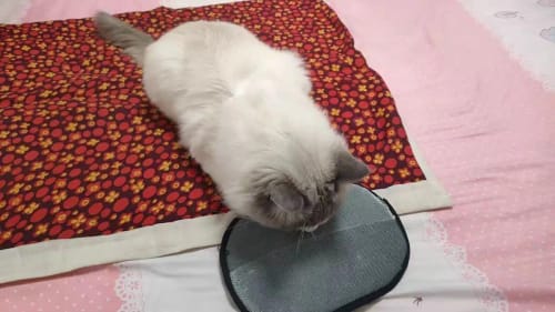 Customer photo review of Pet Hair Removal Gloves