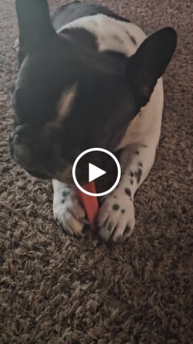 Customer video review of Yak Chew Pack – 6 Flavor-Infused Sticks