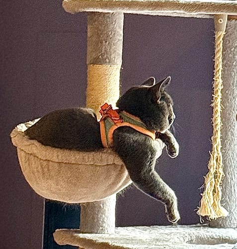 Customer photo review of Explorer Harness | Less boredom. More discovery. A better life for your indoor cat.