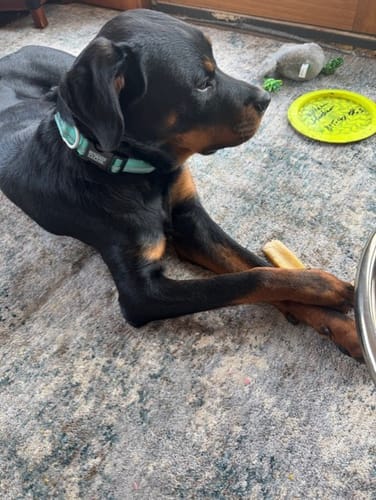 Customer photo review of 4-Stick Yak Chew Pack – Mint, Banana, Strawberry & Pumpkin