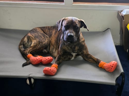 Customer photo review of WagWellies® Mojave Neon Orange