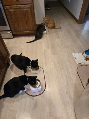 Customer photo review of 6x Blisso Advanced Cat Probiotic | Cat Probiotic for Diarrhea & Kidney Support