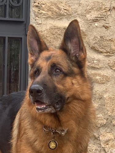 Customer photo review of Grain Free Adult Salmon