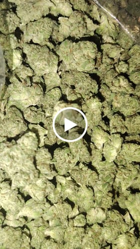 Customer video review of Elmers Glue Minis - Bulk Minis - Hybrid