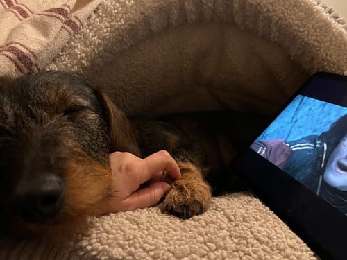 Customer photo review of Strotonin Dog Support