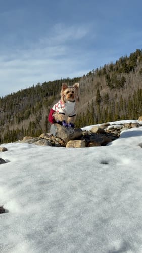 Customer photo review of WagWellies® by wagwear