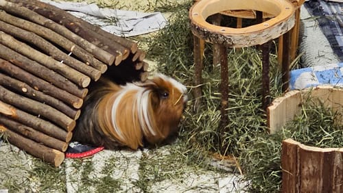 Customer photo review of 🐹 Heuraufe Easy One – Artgerechter Heugenuss ohne Gitterstress