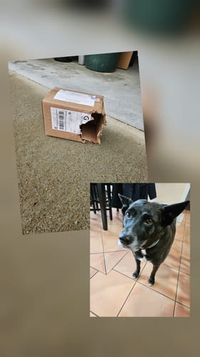 Customer photo review of Large Ostrich Knuckle (5.5" x 5"): The Ultimate Chew for Moderate & Power Chewers