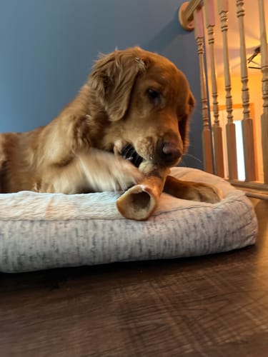 Customer's golden retriever on a dog bed, chewing a large Smoked Beef Marrow Bone.