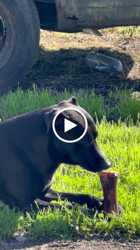 Customer video review of Large Dog Black Friday Bundle II (4x 5oz Jerky Bags + 4x LARGE Smoked Marrow Bones)
