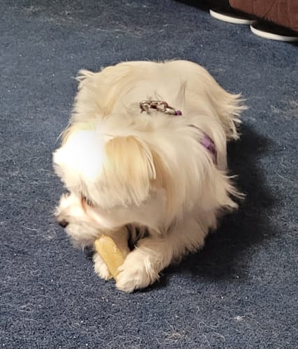 Customer's small white dog lying on a blue floor while chewing on a Long-Lasting Yak Chew.