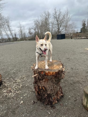 Customer photo review of 1-TDC Oral Health + Mobility Support for Dogs