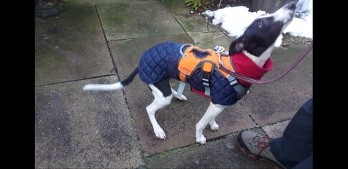 Customer photo review of Escape proof Harness (3 Strap)